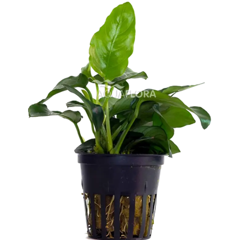 Anubias barteri Var. Nana