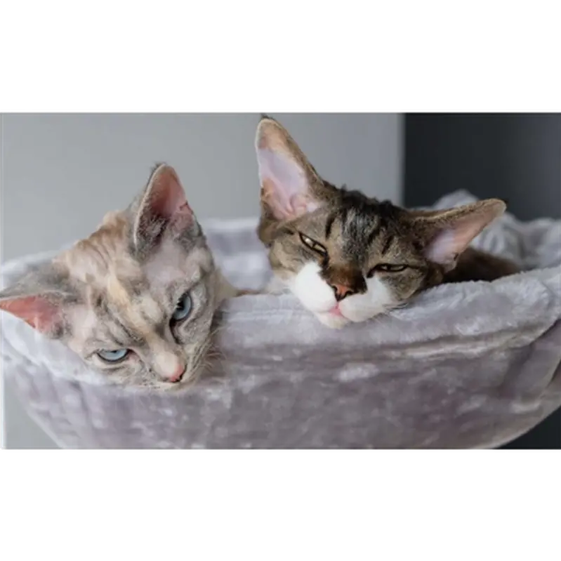 Cat Tree Charlotte 134 Royal