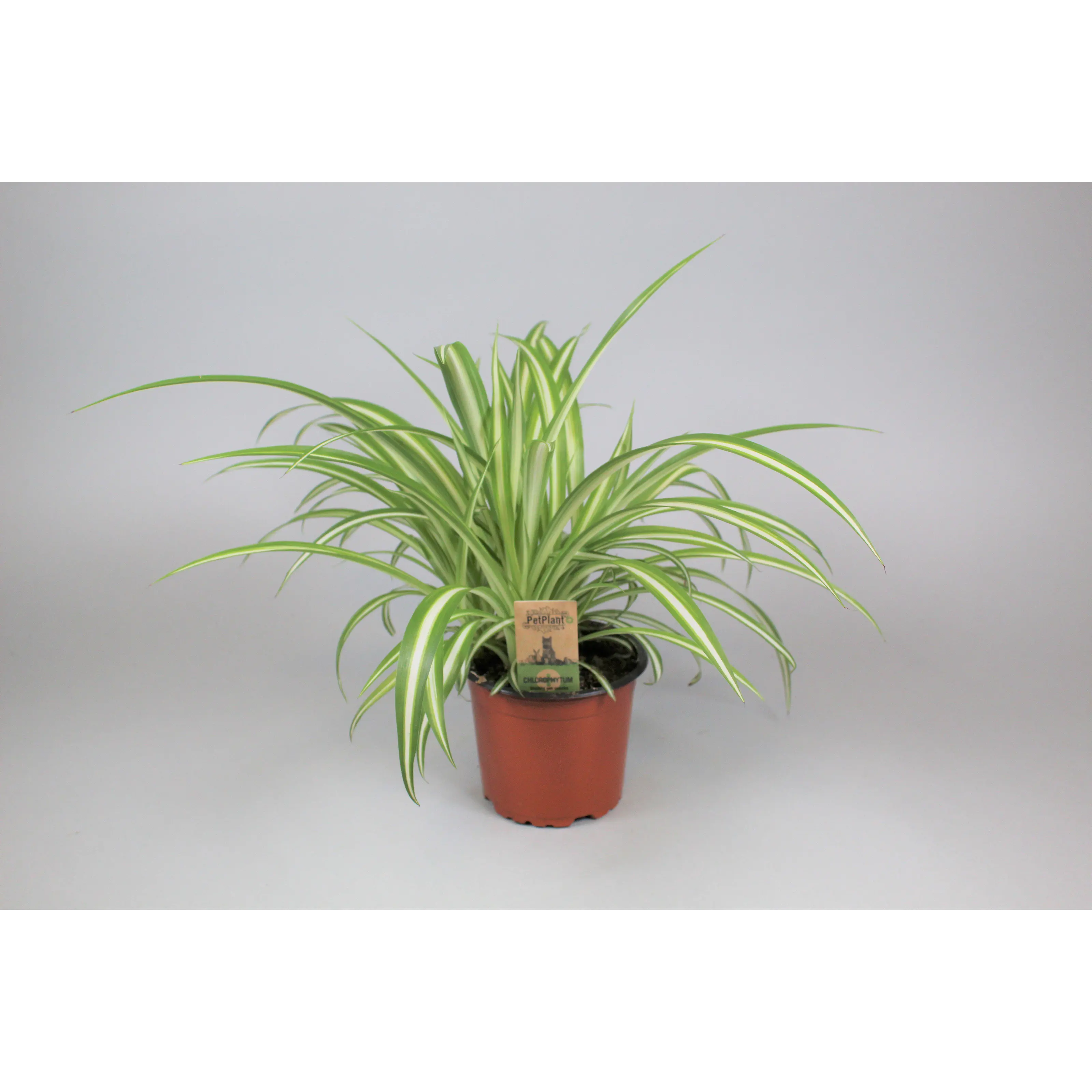 Smådjursgräs Kruka Chlorophytum Comosum Variegatum