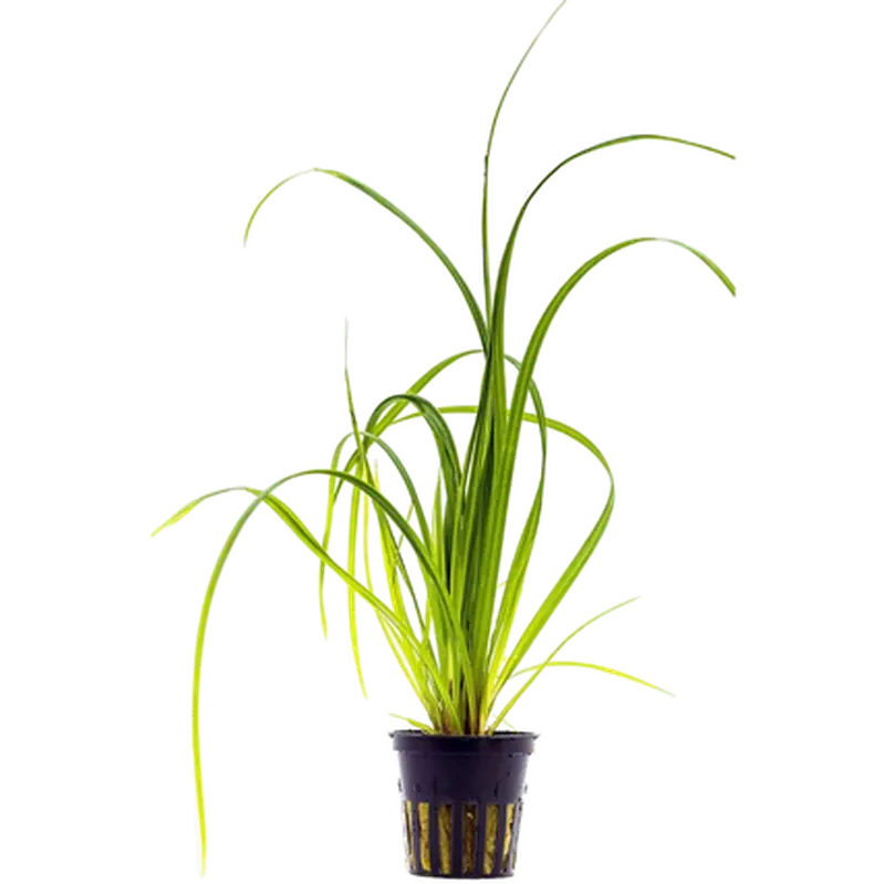 Cyperus helferi