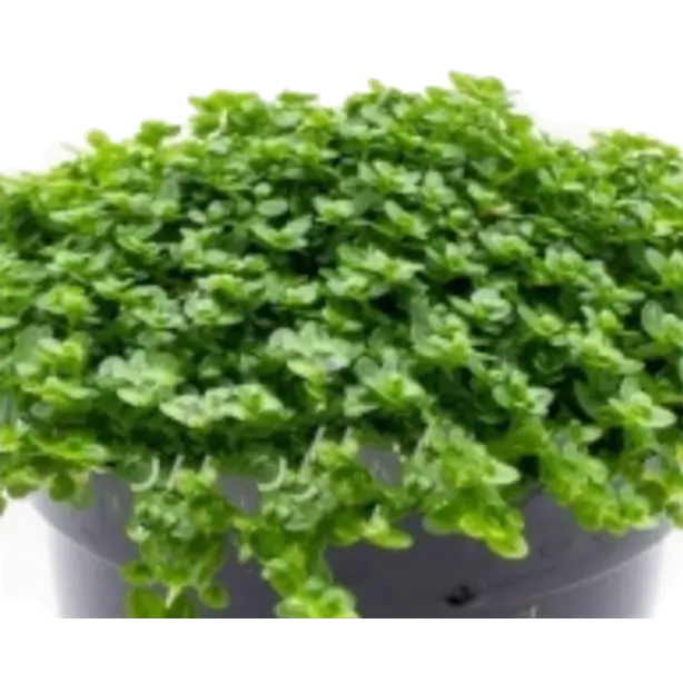 Hemianthus callitrichoides