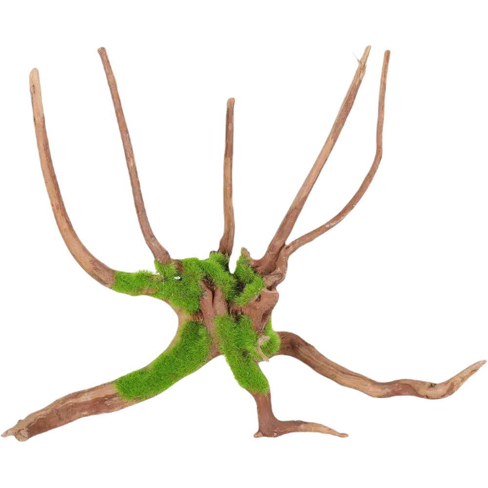 Kipouss Spider Root With Live Plant Seeds