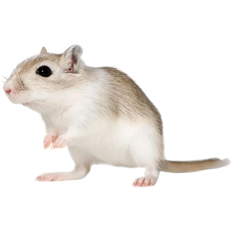 Djur: Gerbil Meriones unguicilatus