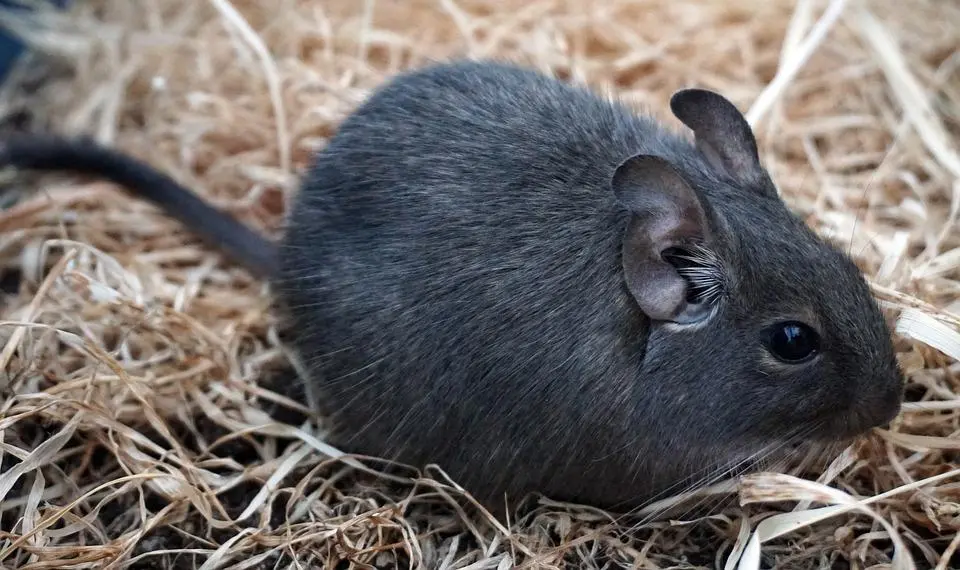 Djur: Degu (Hane) Octodon Degus