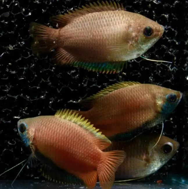 Gurami -Trichogaster chuna
