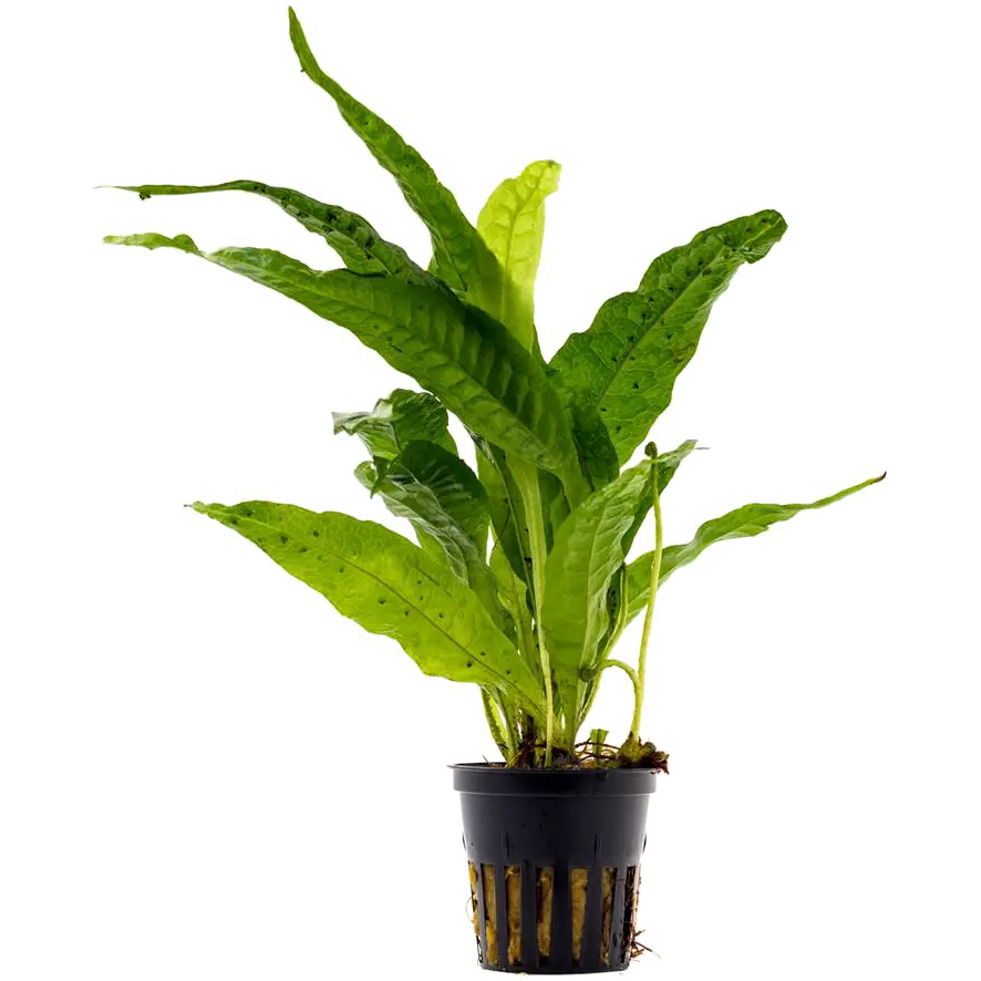 Microsorum pteropus
