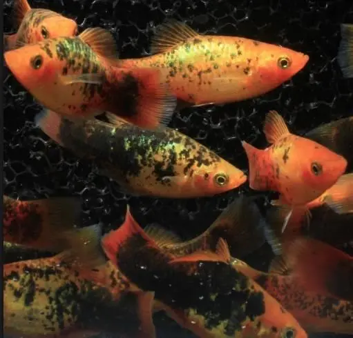Platy Sunset Metall Calico