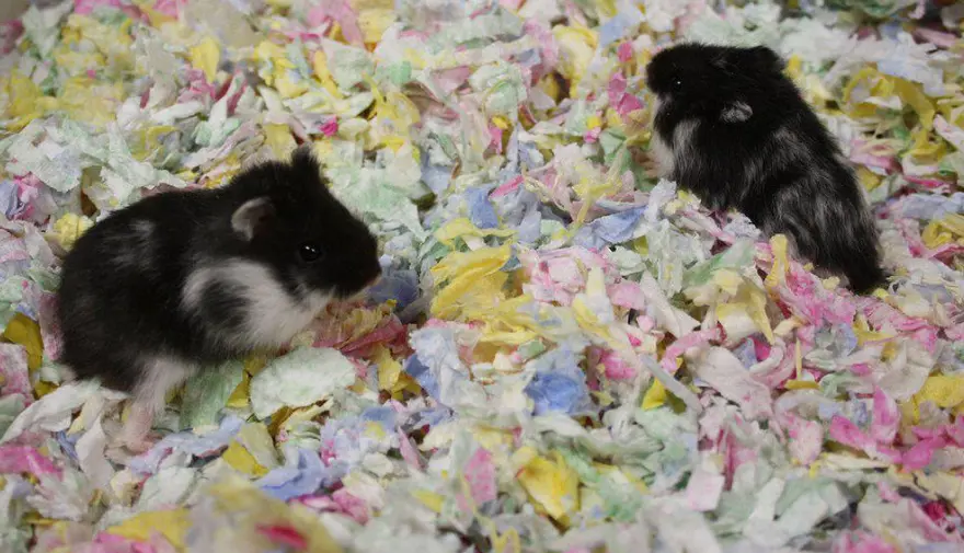 Paper Bedding Colorful