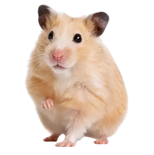 Djur: Guldhamster (Hane) Mesocricetus auratus