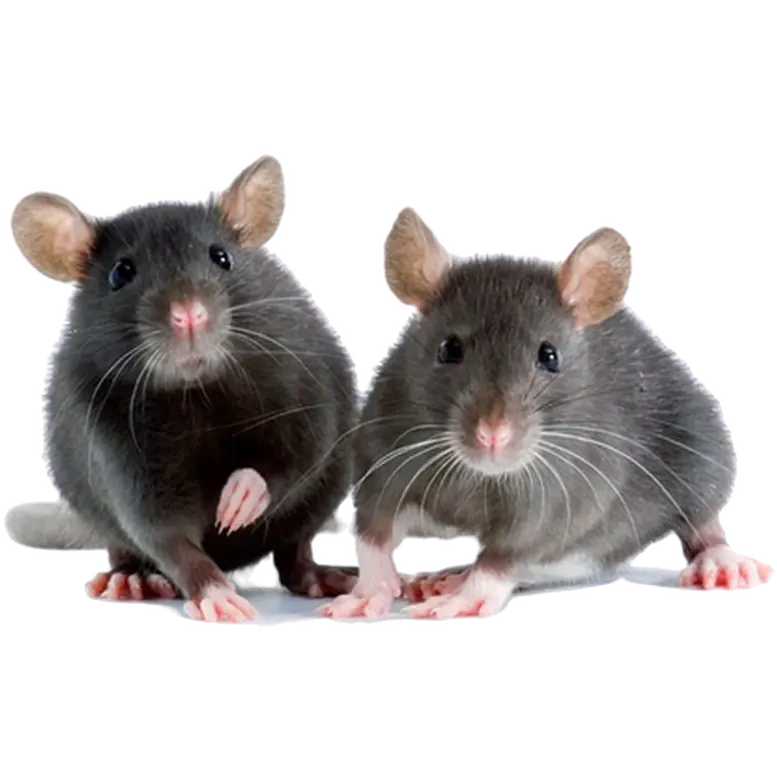 Djur: Tamråtta (Hane) Rattus Norvegicus