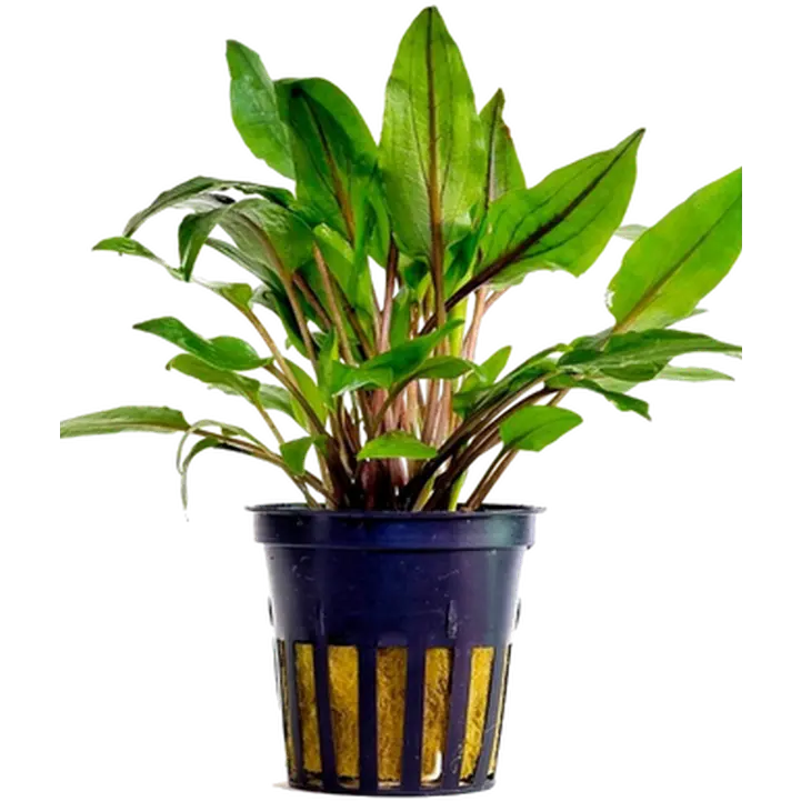 Cryptocoryne wendtii 'Green'