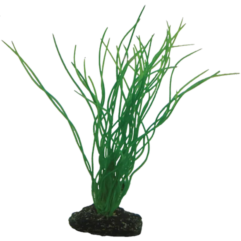Sagittaria