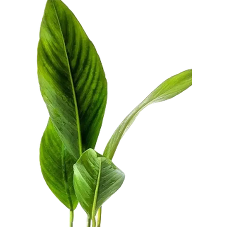 Anubias congensis