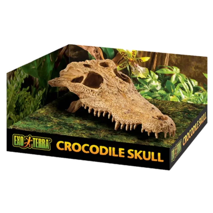 Crocodile Skull - Secure Hiding Place