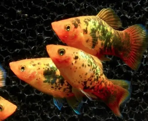 Platy Sunset Metall Calico