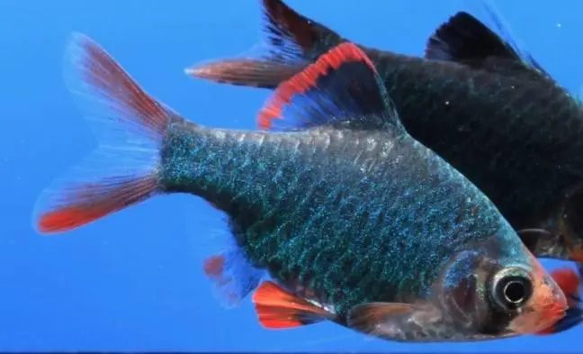 Grön Tigerbarb
