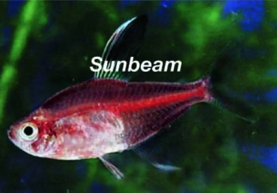 fantomtetra Röd