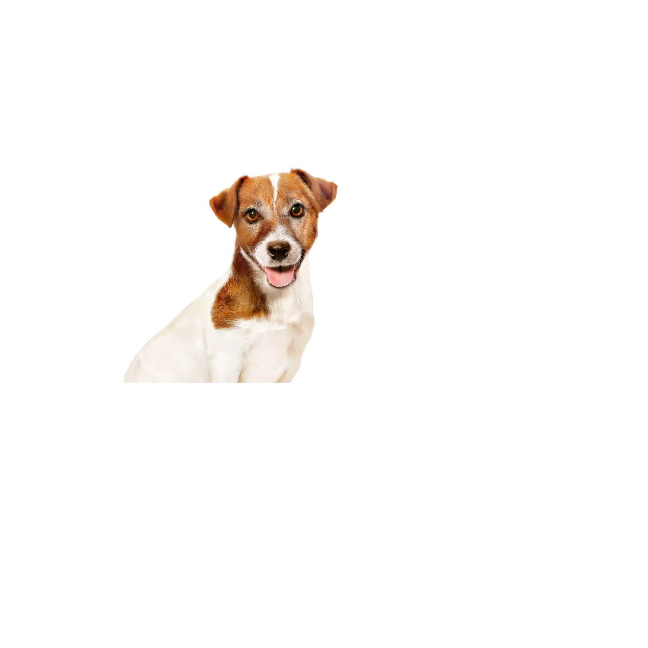 Mini Ageing Våtfoder för hund