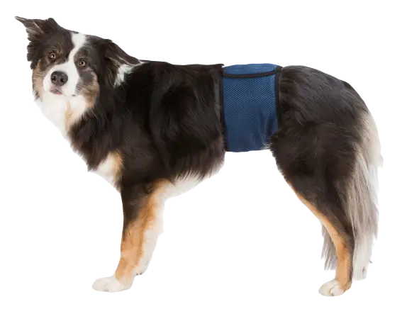 Hanhundsskydd