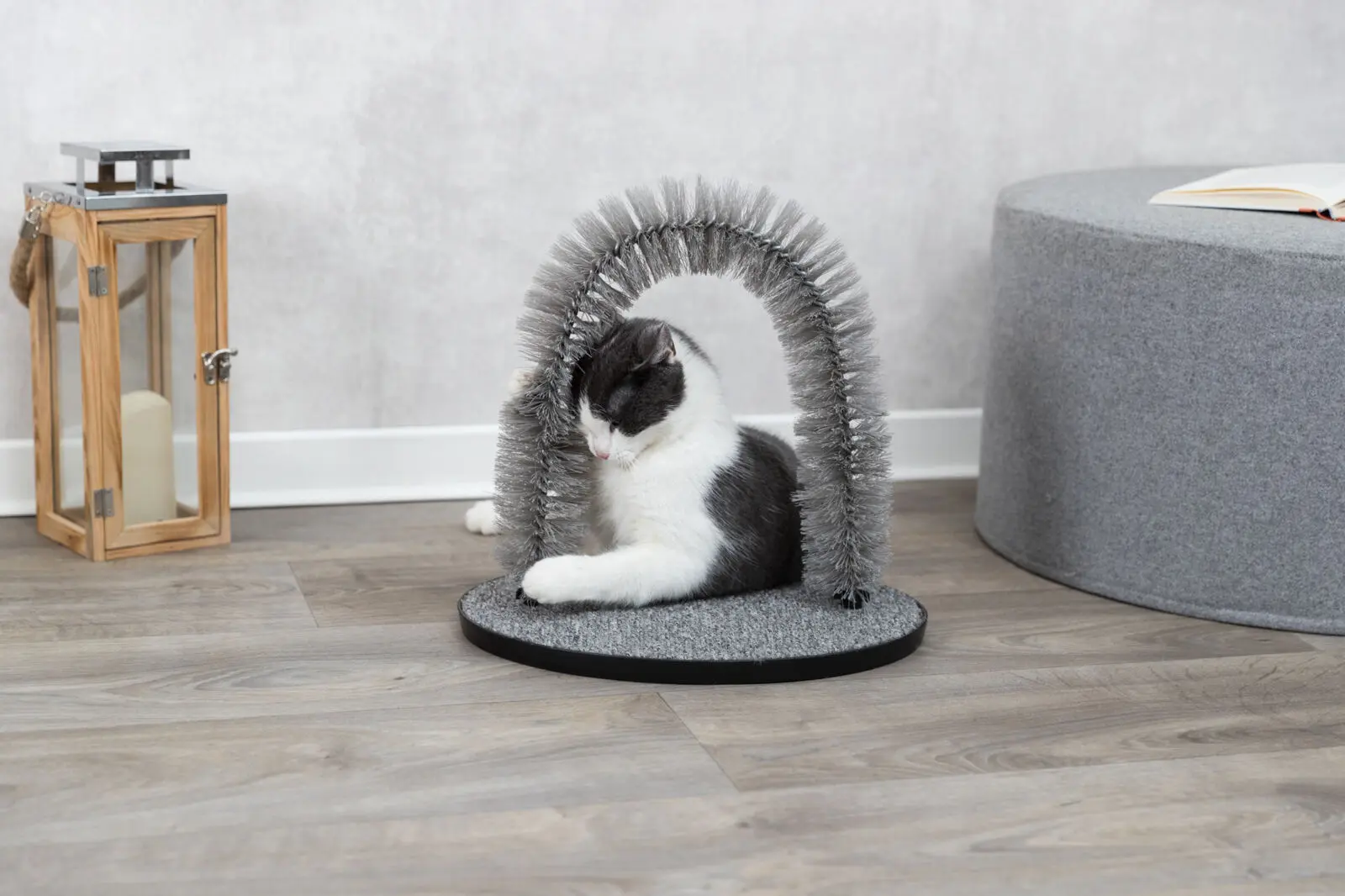 Massage och pälsbåge, katt