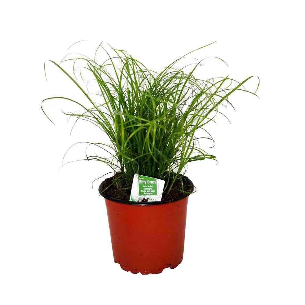 Kittygrass Kattgräs 12 cm kruka