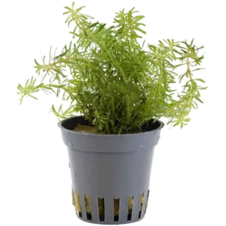 Rotala walichii
