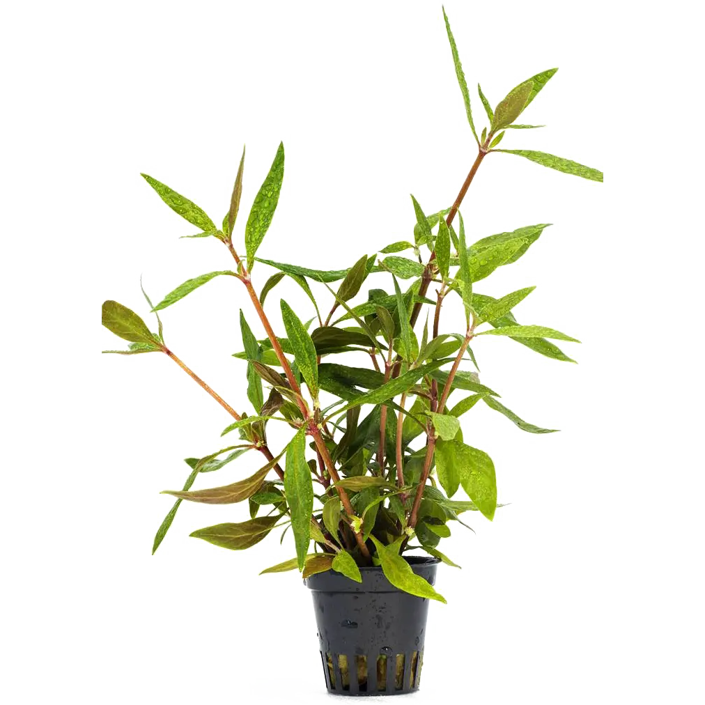 Alternanthera Reineckii