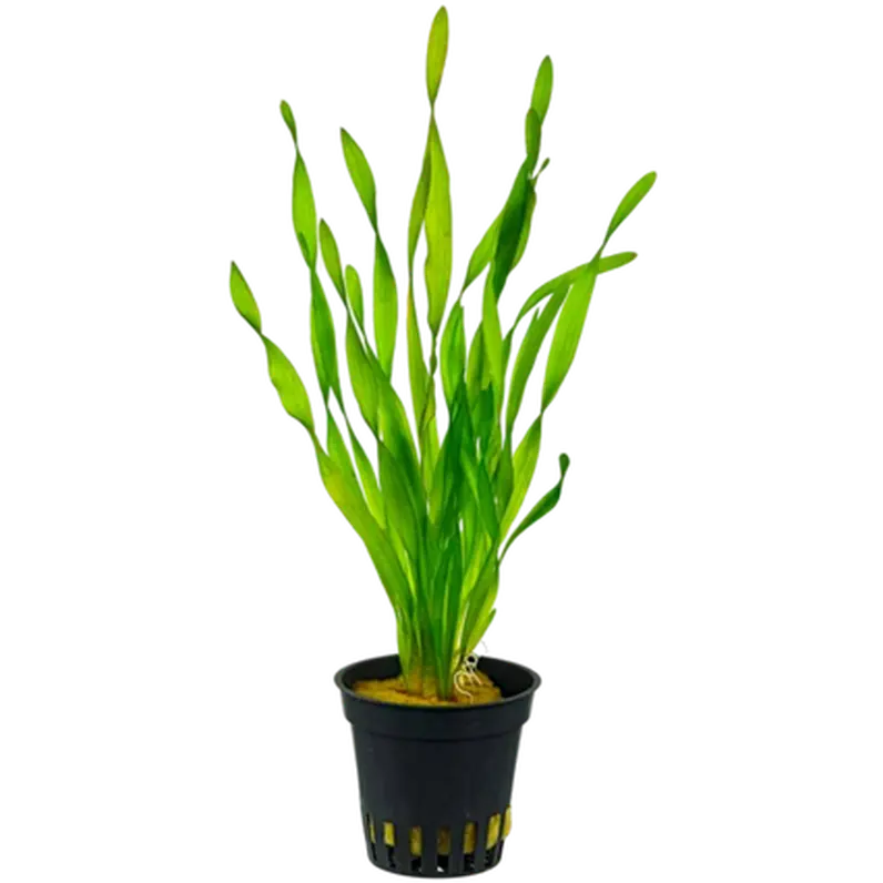 Vallisneria spiralis