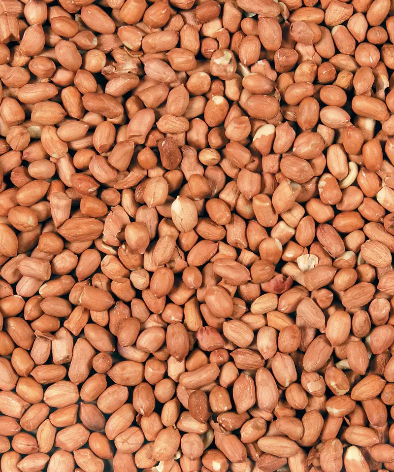 Peanut (Jordnöt)