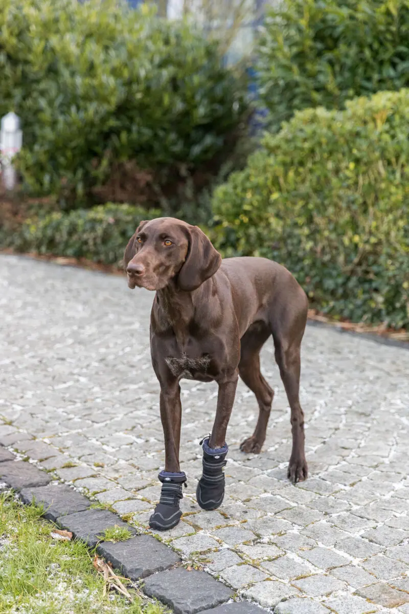 Paw Protection Walker Active Long