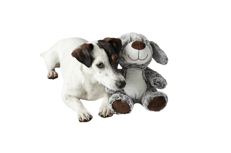Toy Dog Faro Dog