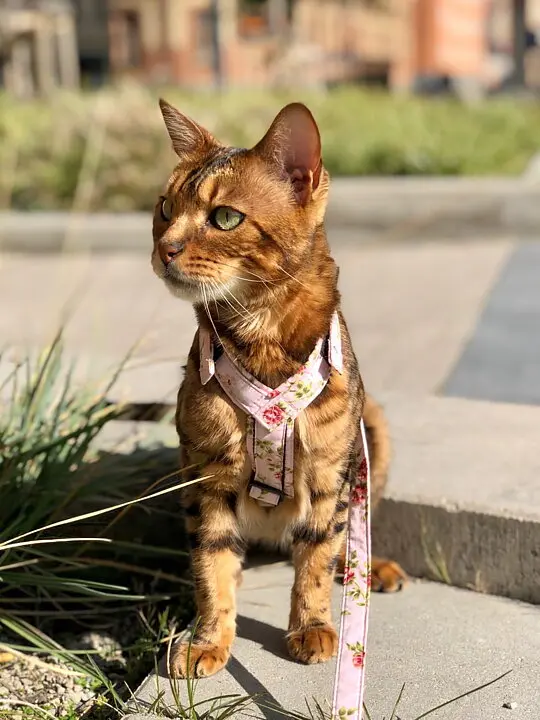 Kattsele Strap Victorian