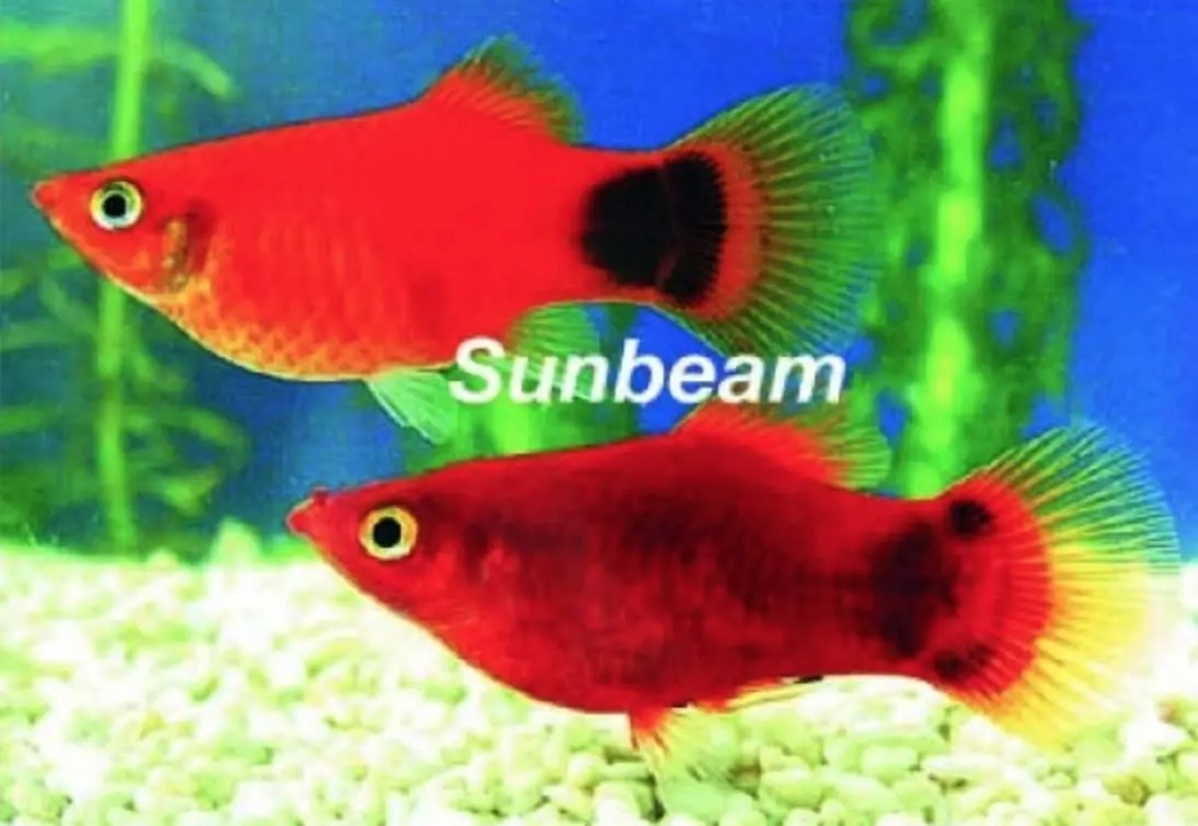 Platy Mickey Mouse - Xiphophorus maculatus