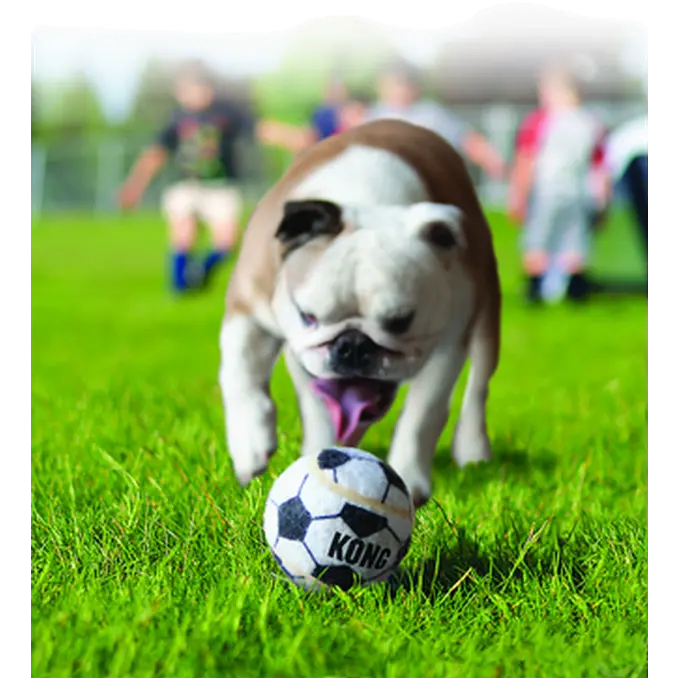 Sport Balls Dog Toy