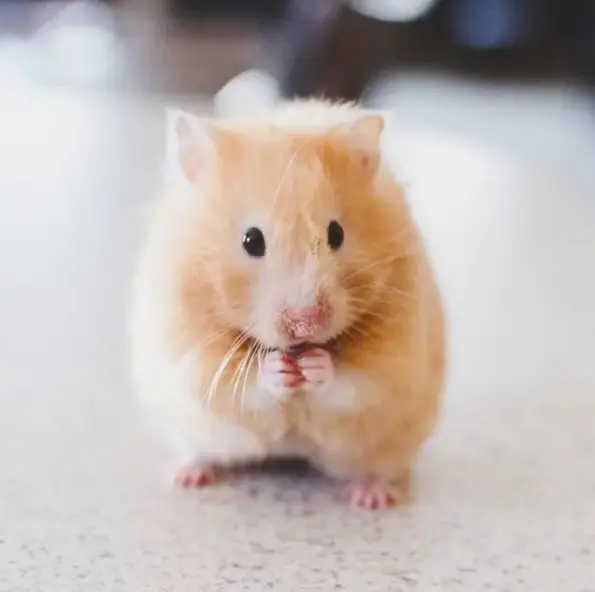 Djur: Guldhamster (Hane) Mesocricetus auratus