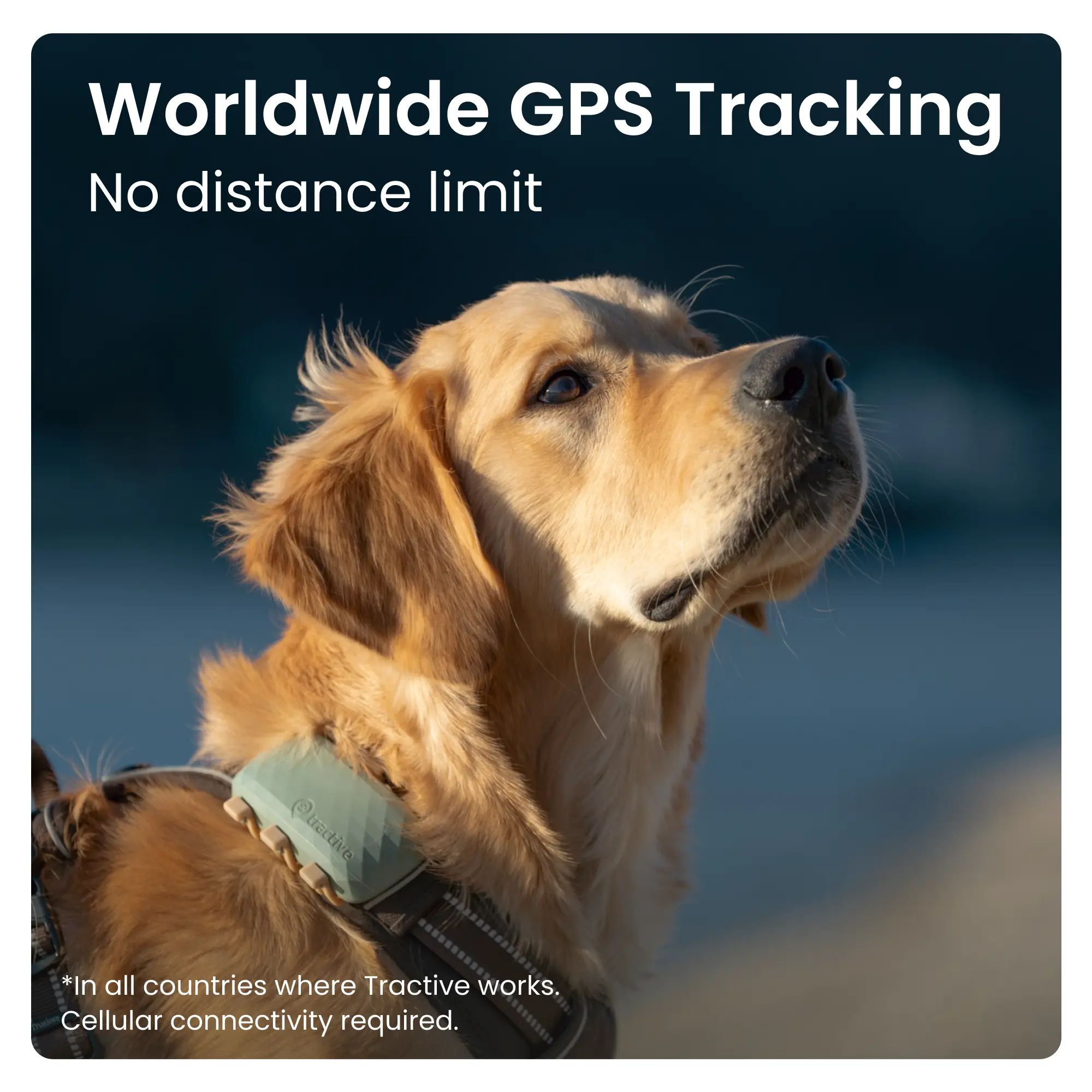 GPS DOG XL Grön