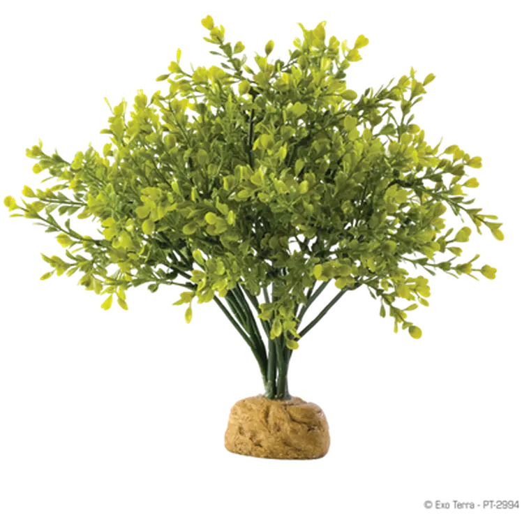 Boxwood Bush - Rainforest/Jungle Ground Plants