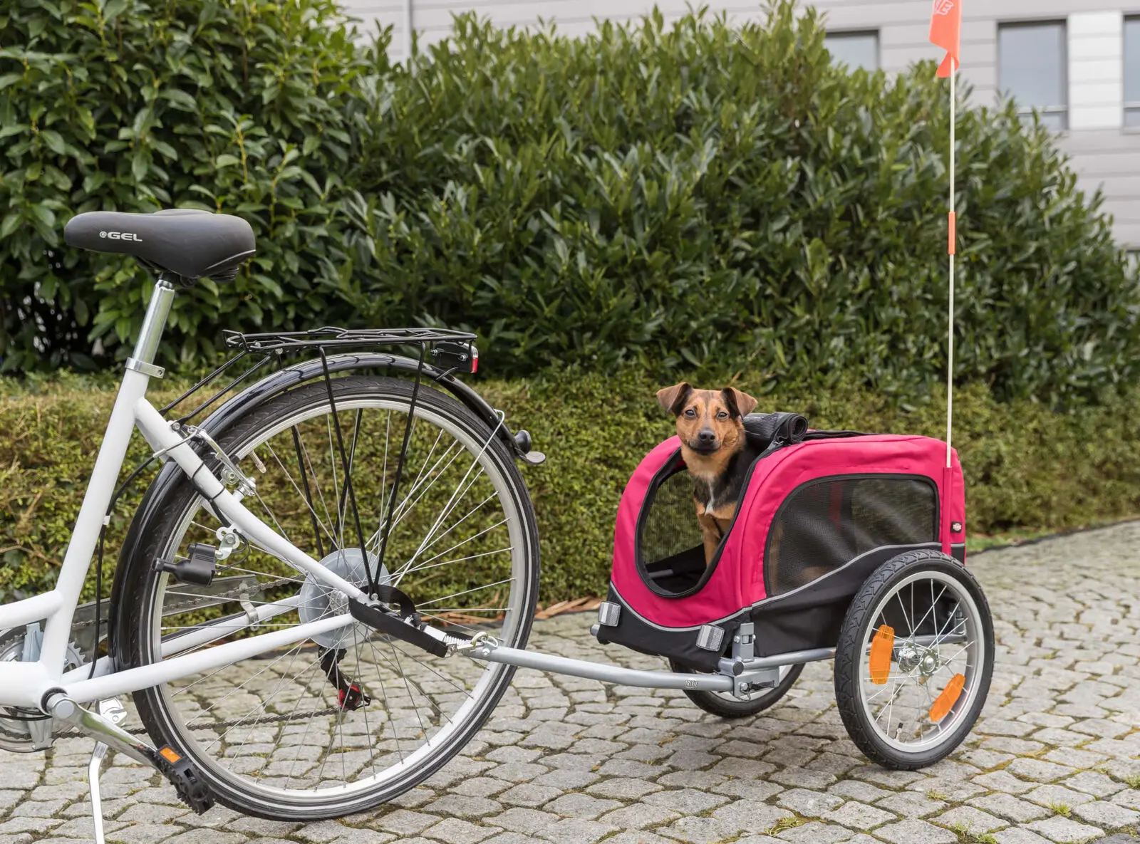 Cykelvagn för hund