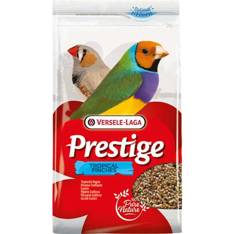 Prestige Tropical Finch (Fink)