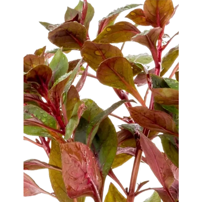 Ludwigia sp. 'Mini Super'