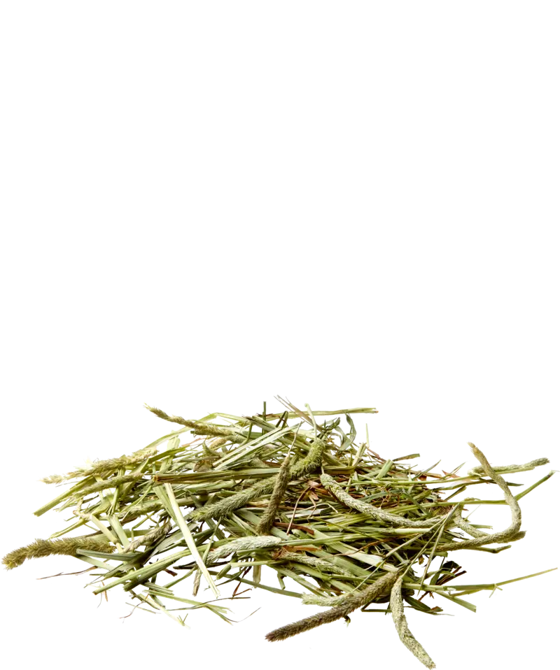 Nature Timothy Hay