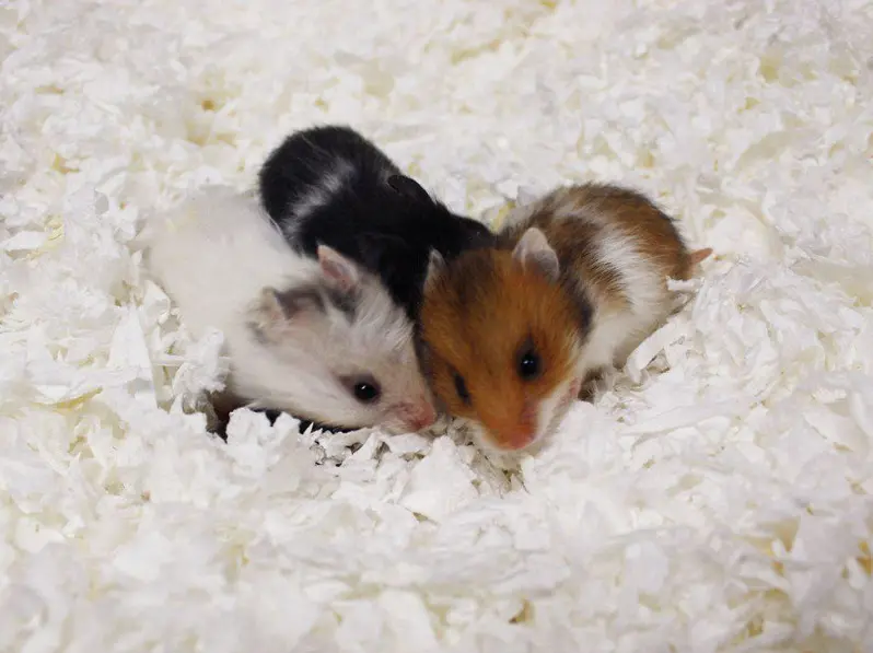 Paper Bedding