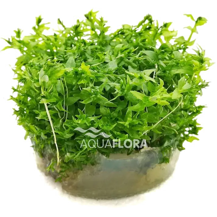 Gratiola Viscidula