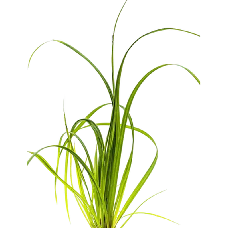 Cyperus helferi