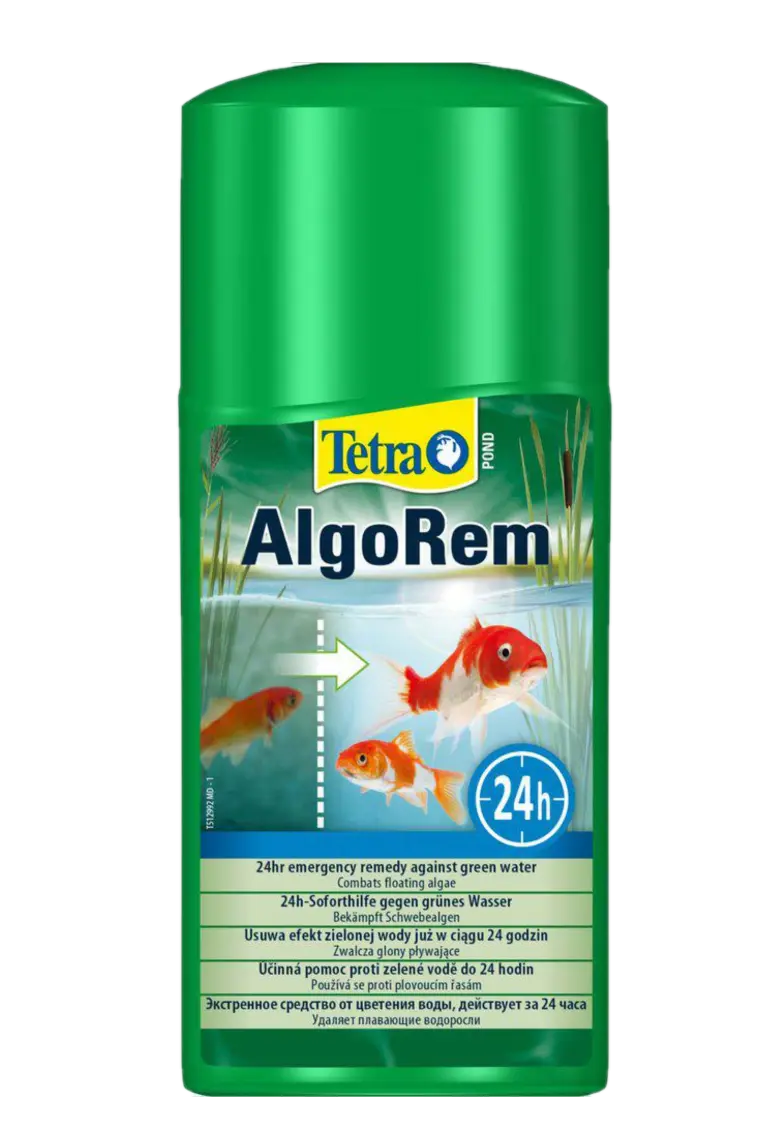 Pond Algorem Mot Grönt Vatten
