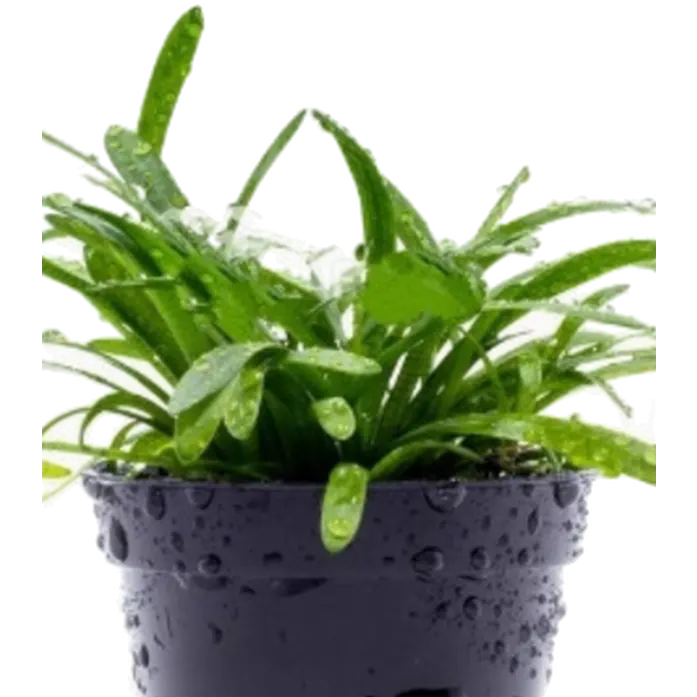 Sagittaria subulata