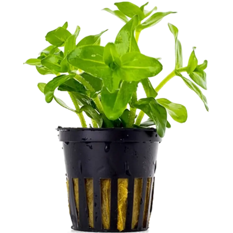 Bacopa Caroliniana (Amplexicaulis)