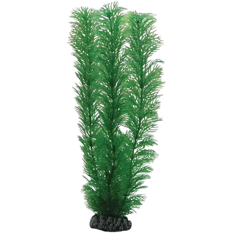 Egeria