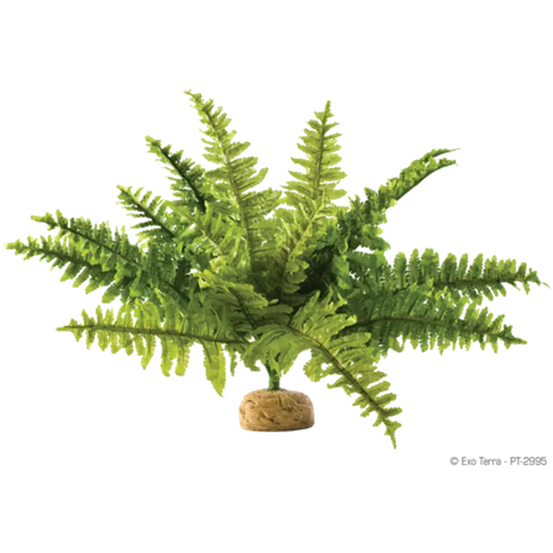 Boston Fern - Rainforest/Jungle Ground Plants