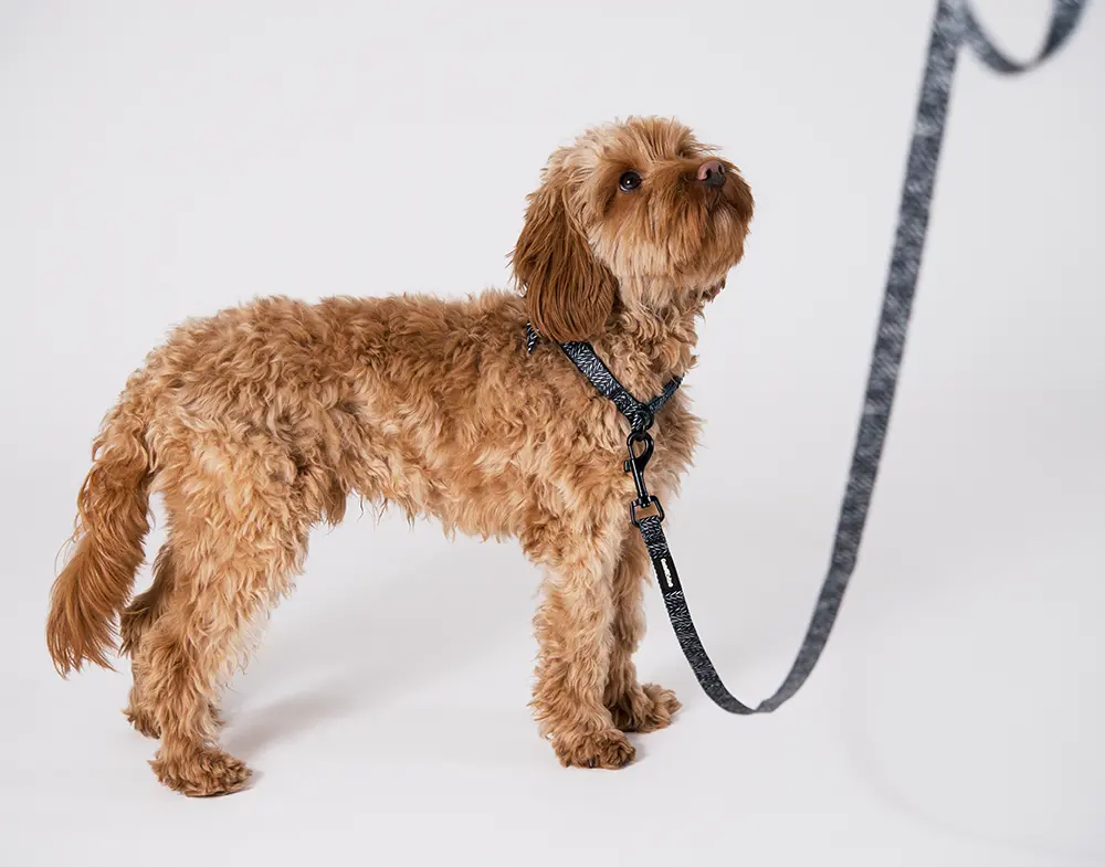 Hundhalsband Finessish halvstryp